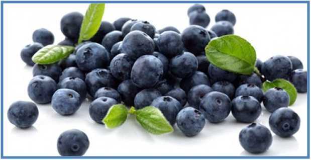 Bilberry Bilberry