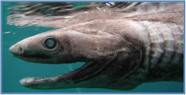 Ikan Hiu Purba Mirip Ular