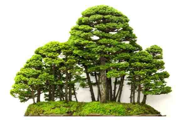 Bonsai Bentuk Kelompok (Yoseue)