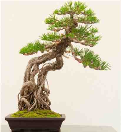 Bonsai Bentuk Menonjolkan Akar (Neagari)