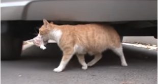 Kisah Mengharukan dari Sang Ibu Kucing Yang Selalu Membawa Tas Makanan