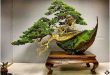 Kumpulan Foto Foto Bonsai