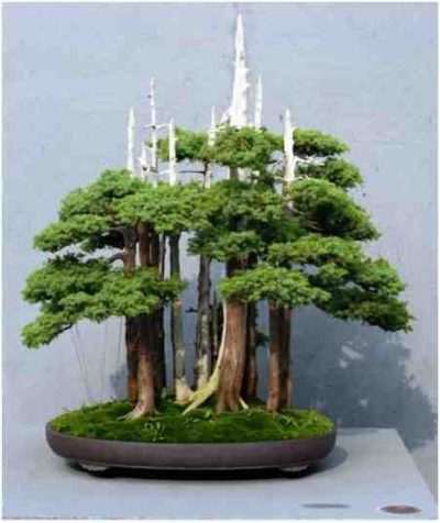 Pohon Bonsai Goshin “Pelindung Semangat (Protector Of The Spirits)”, Oleh John Naka: