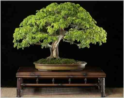 Pohon Bonsai Tropis Brasil, Oleh Budi Sulistyo