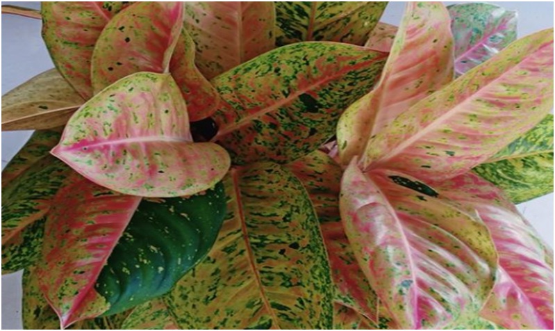 Aglaonema Layu Berdaun Kuning Cek Akarnya
