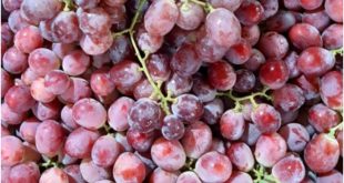 Lengkap ; Asal Usul Buah Anggur, Kandungan Buah Anggur, Manfaat Buah Anggur Red Globe.