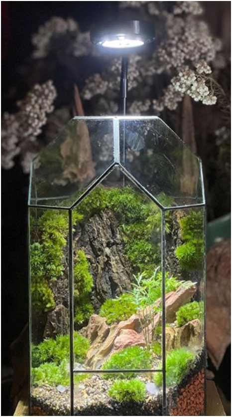 Terrarium image by aqua forest